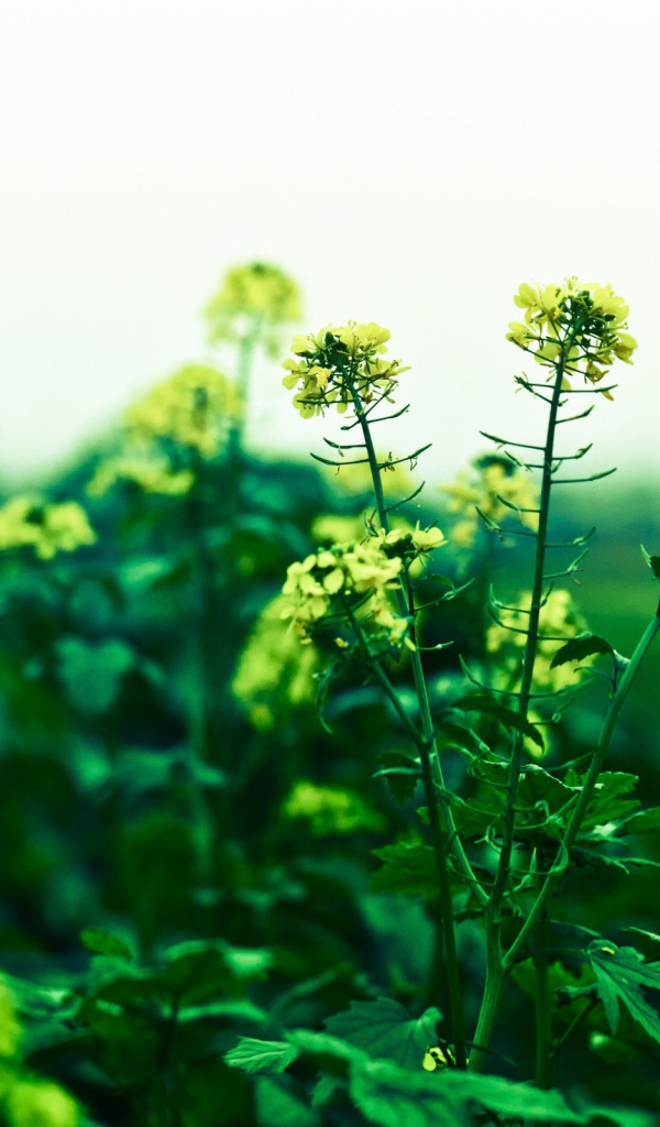 Маленькие желтые цветы