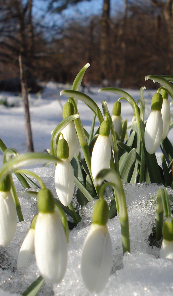 Подснежники в лесу
