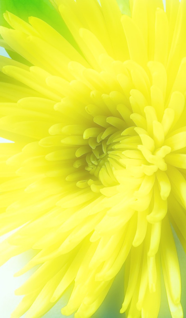 Солнечный цветок распустился