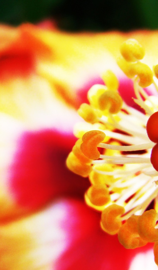 Пестик с тычинками