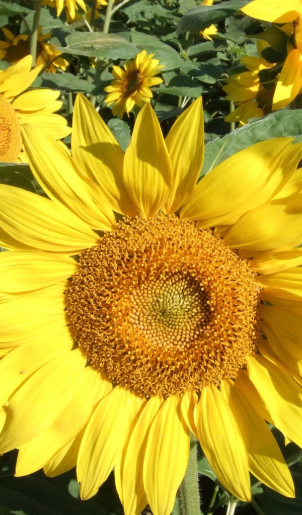 Подсолнухи цветут