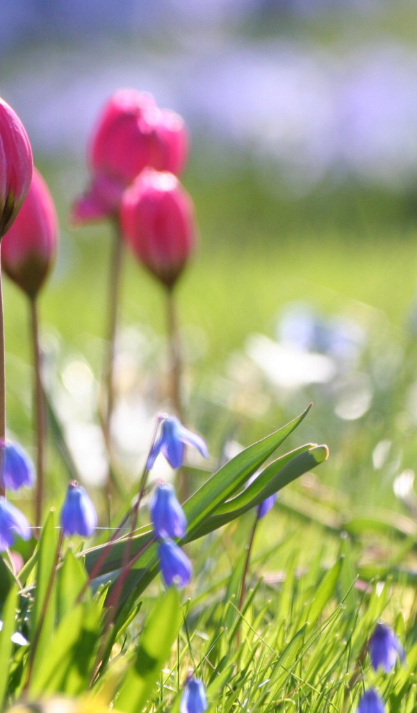 Бутоны тюльпанов