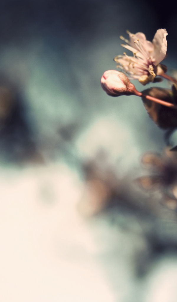 Три нежных цветка