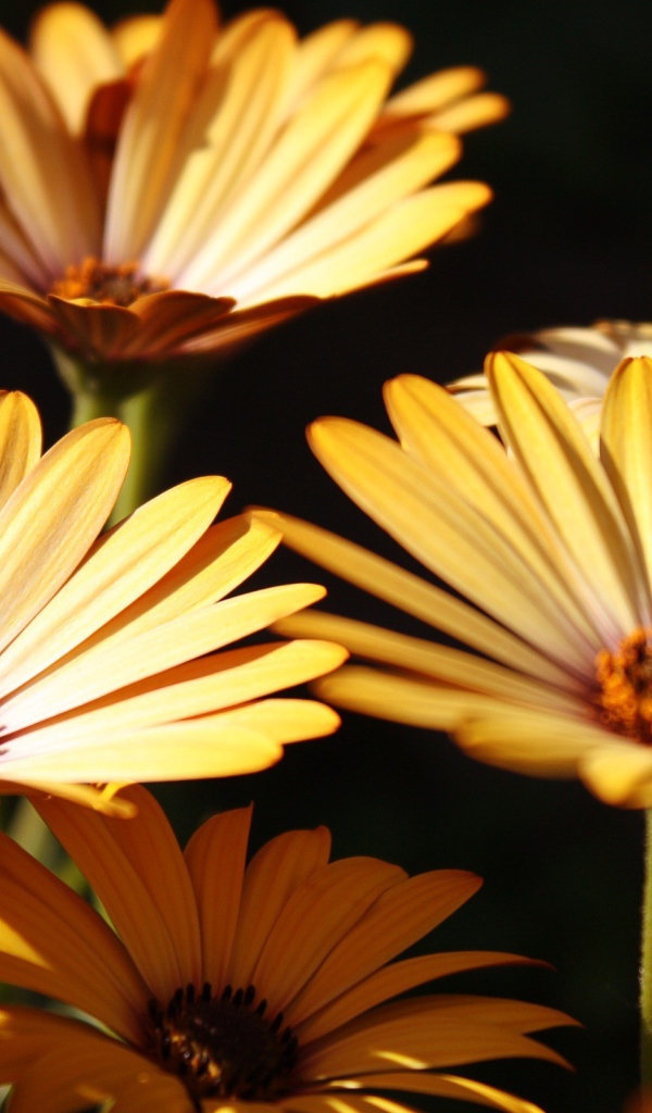 Три желтых цветка