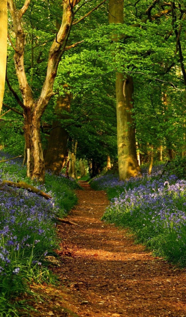 Дорожка среди цветов