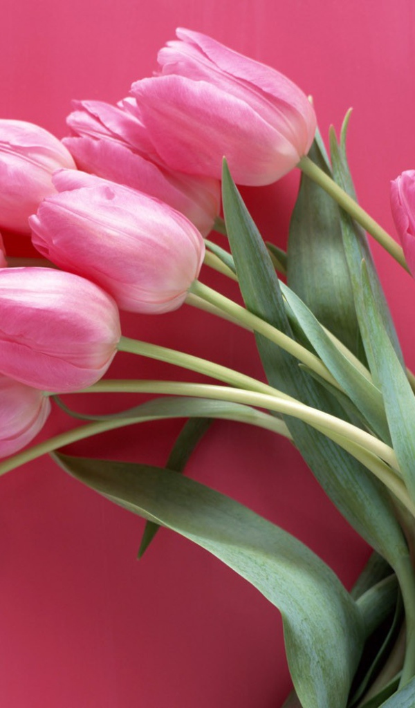 Тюльпаны на розовом фоне