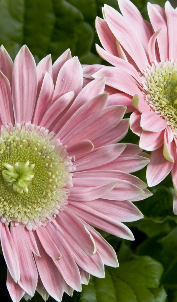 Два больших розовых цветка