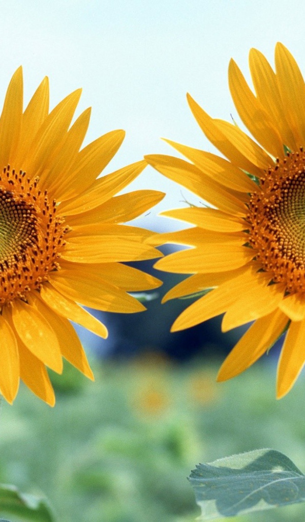 Два подсолнуха летним днем