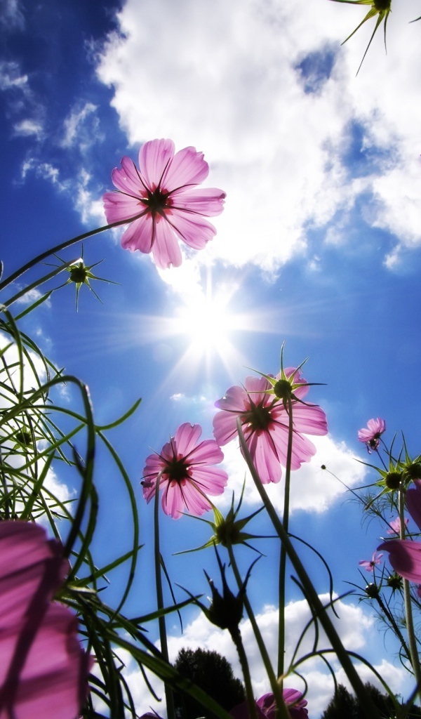 Фиолетовые цветочки и небо