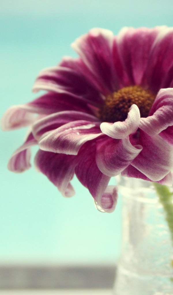 Фиолетово белый цветок в вазе