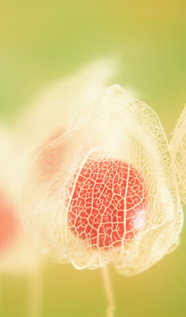 Паутинки цветка Физалиса