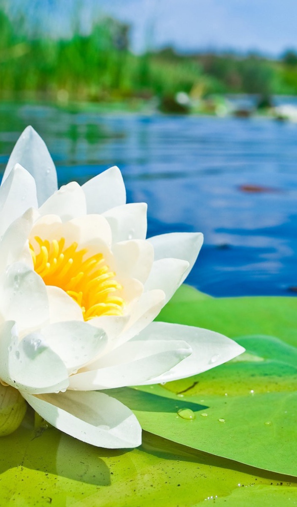 Белый лотос на озере
