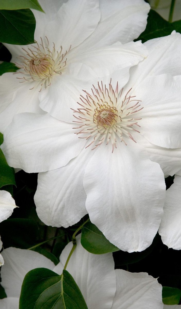 Белые цветы с нежными лепестками