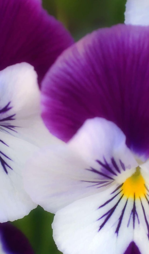 Бело сиреневые цветы