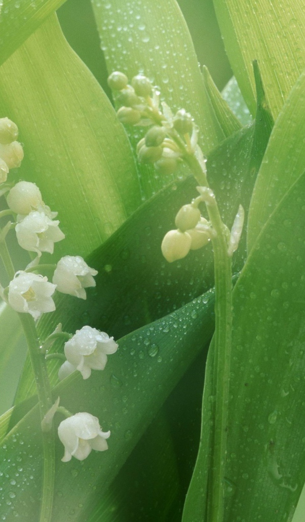 Белые лилии