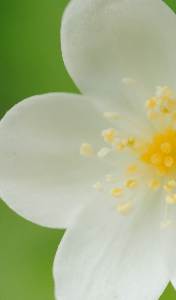 Белые лепестки