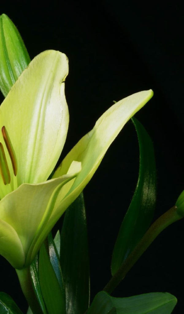 Желтая лилия и бутоны