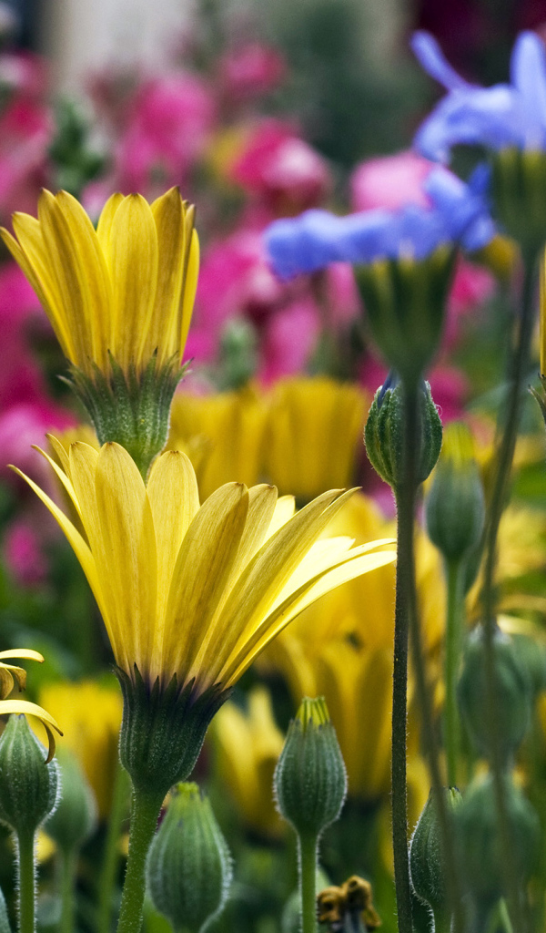 Желтые синие и розовые цветы