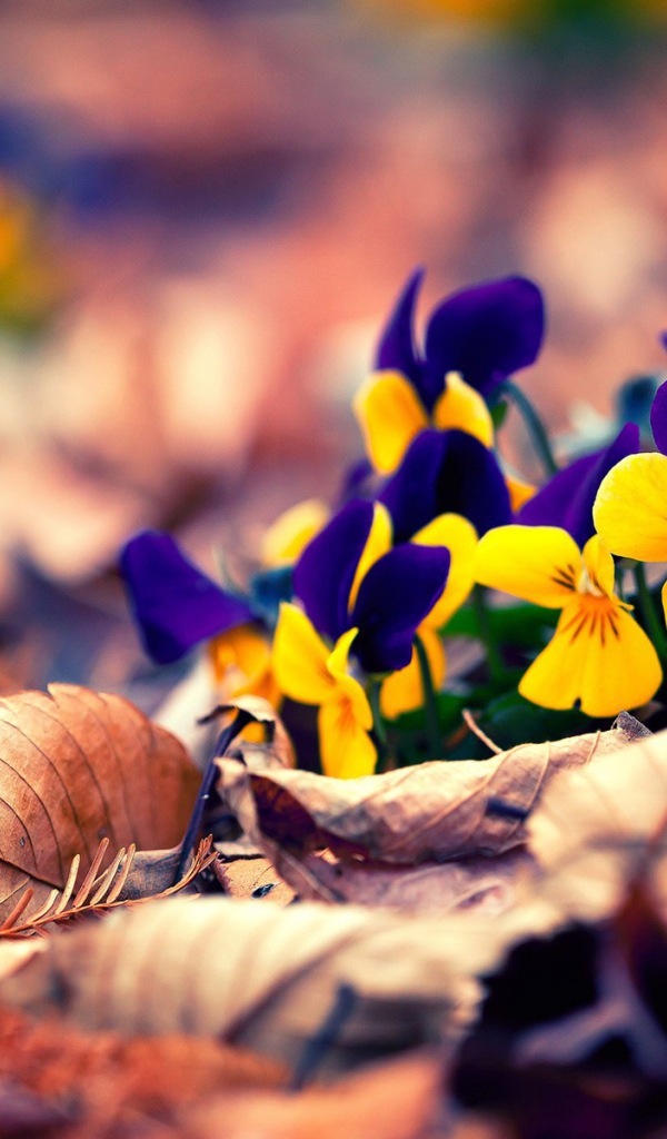 Желто синие цветы в сухих листьях