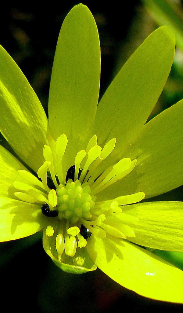 Желтый цветок с жуками