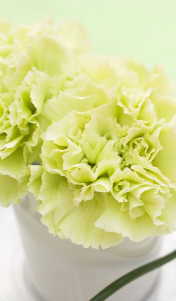 Желтый цветок в белой чашке