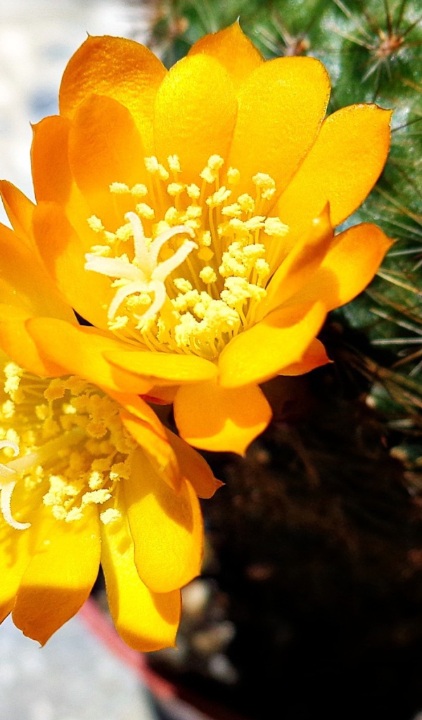 Желтый цветок кактуса