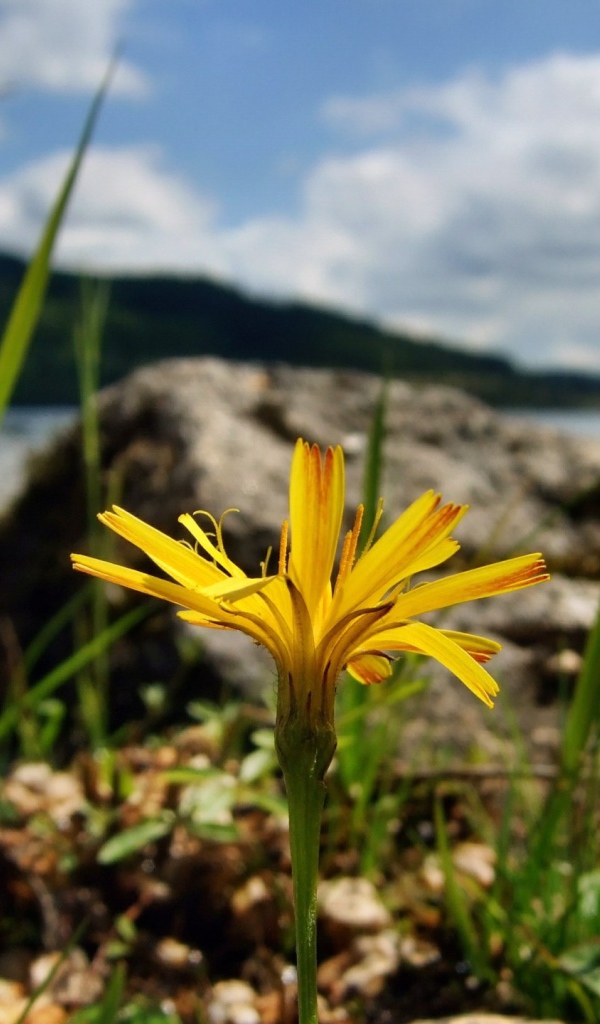 Желтый цветок на берегу