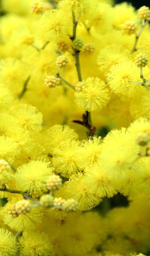 Желтые цветы весной