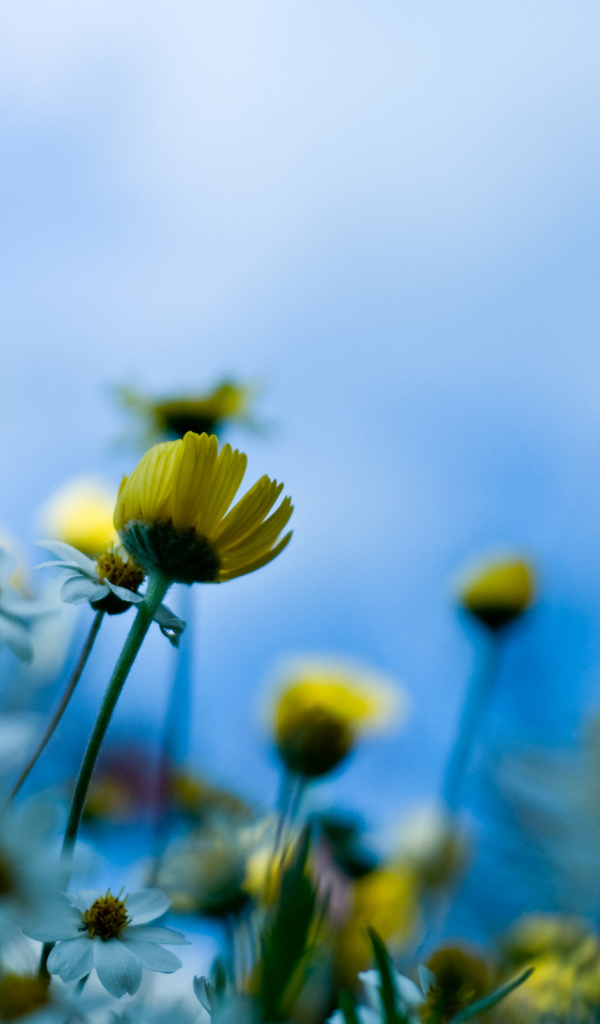 Желтые полевые цветы