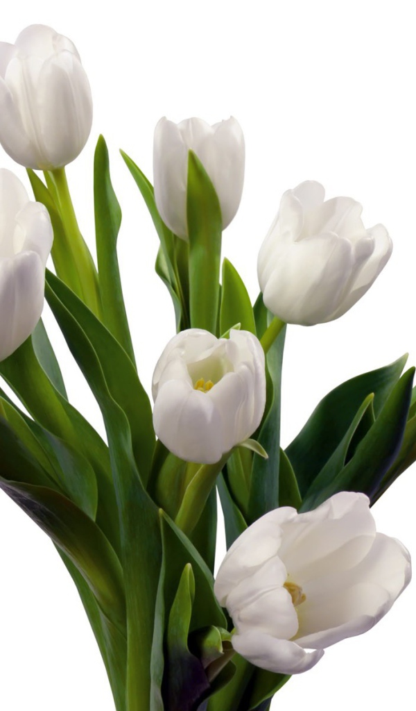 	 A bouquet of white tulips