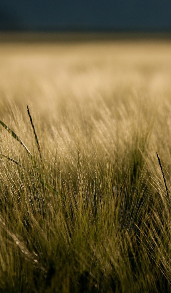 Одинокий цветок в траве