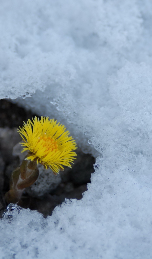 Расцвел цветок мать и мачеха