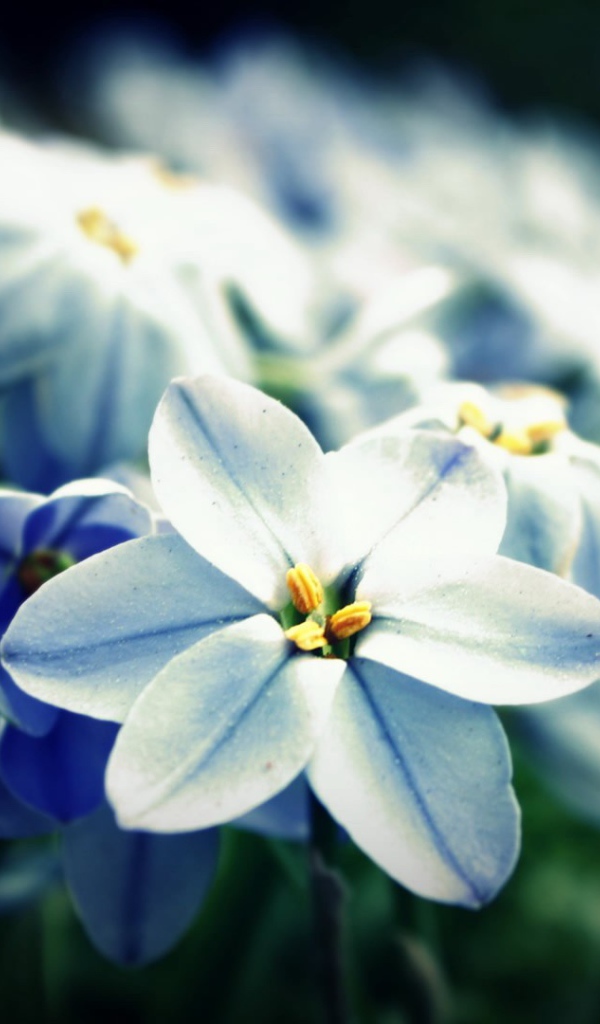 Сине белые цветы