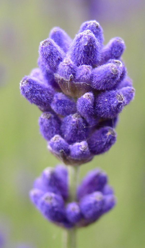 Синие пушистые цветы