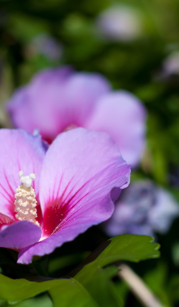 Сине розовый цветок