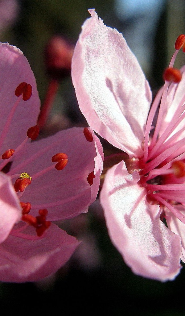 Цветы вишни