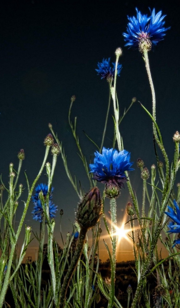 Васильки на закате