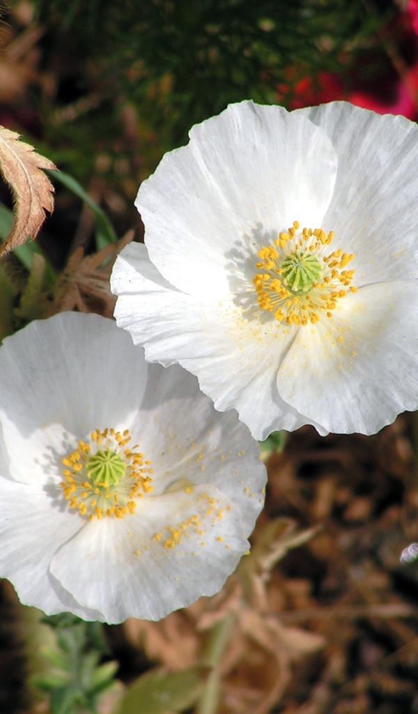 Нежные белые цветы