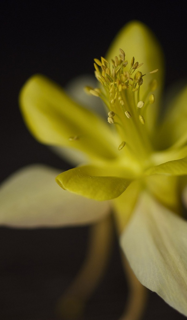 	 Flower closeup