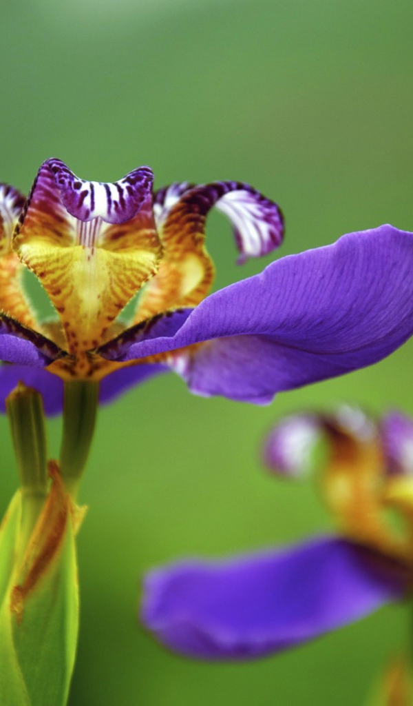 Цветок макро