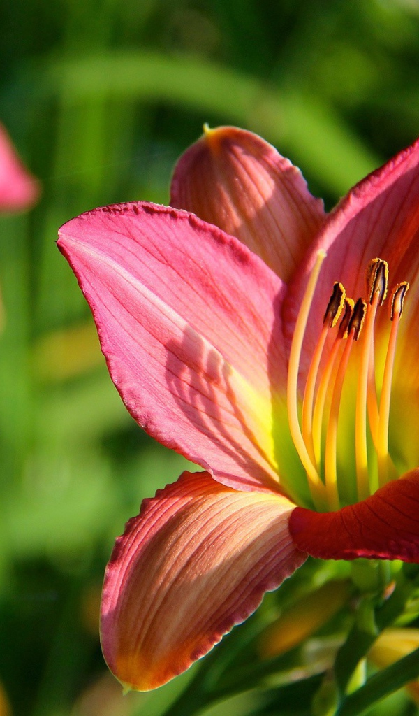 Цветок с тычинками