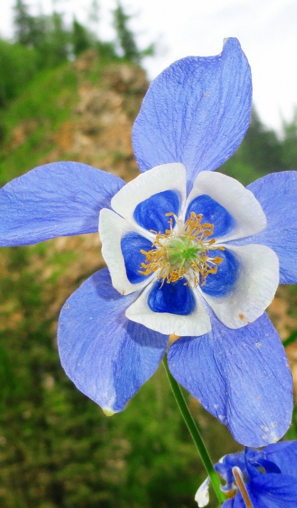 Цветок с сине-белыми лепестками