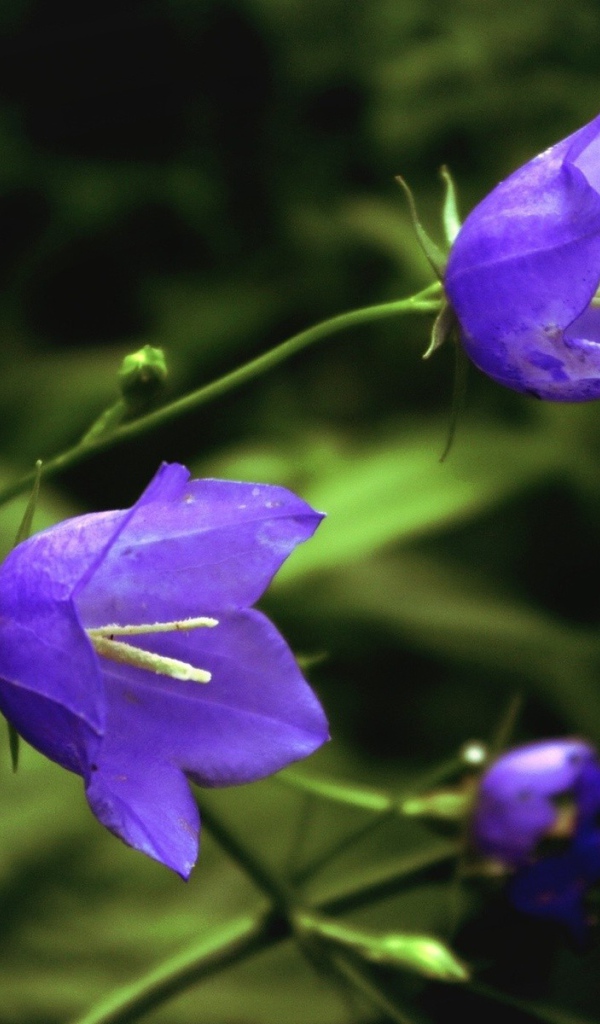 Цветы колокольчики