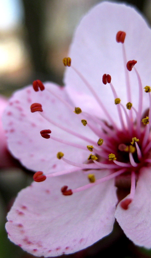 Увеличенный цветок вишни