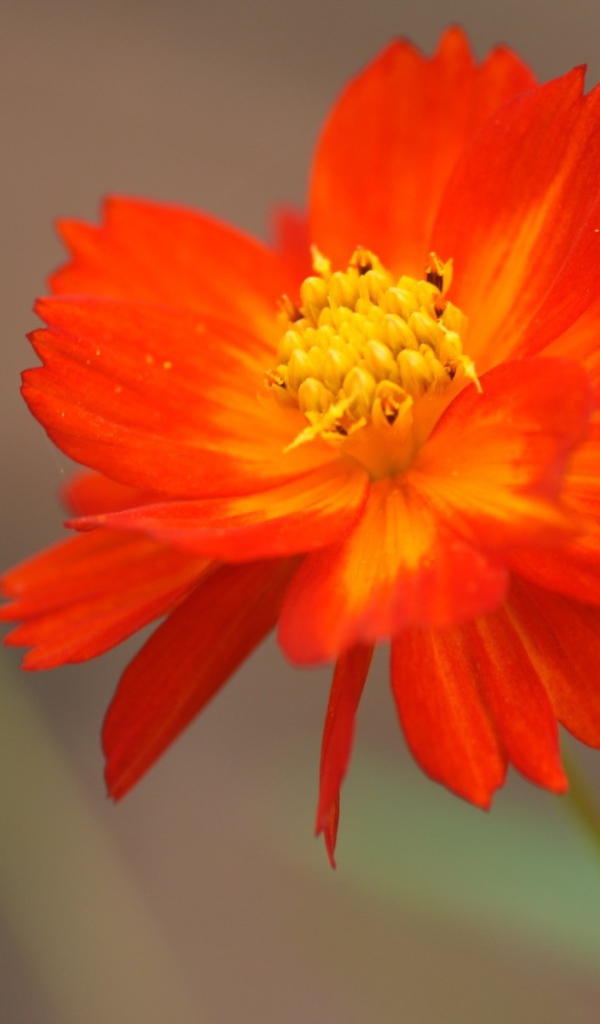 Оранжево желтый цветок