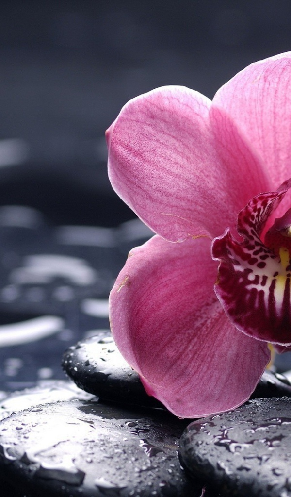 Орхидея на мокрых камнях