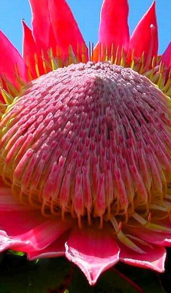 Розовый цветок кактуса