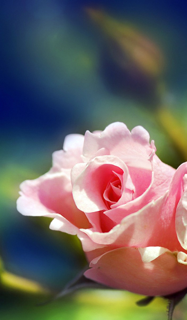 Розовая роза на размытом фоне