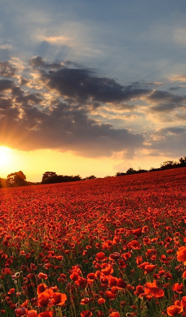 Поле мака