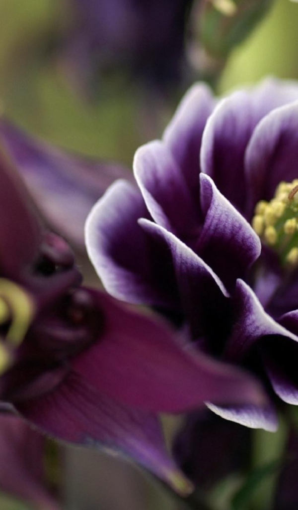 Фиолетовые цветы с желтыми пестиками